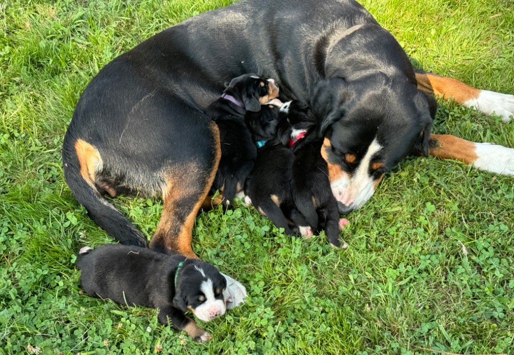 chiot Grand bouvier suisse Sous Le Ciel Du Billon