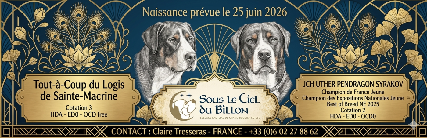 Chiots attendus pour fin juin !