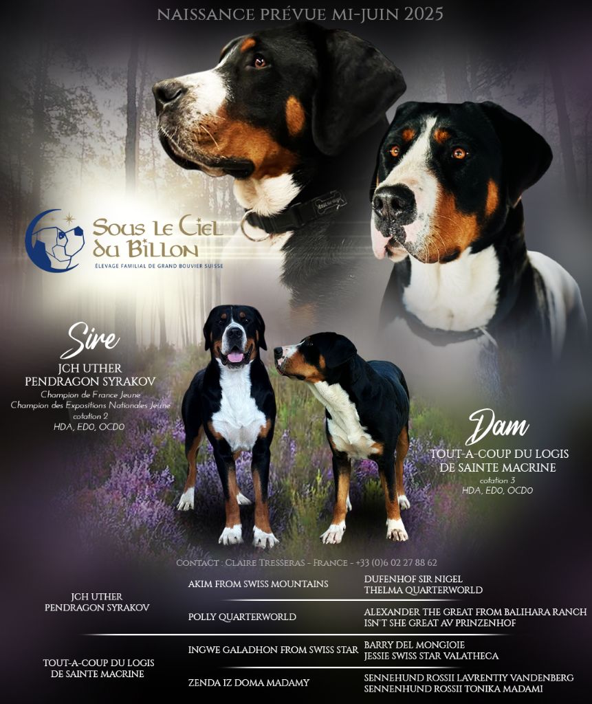 Des chiots sont prévus pour mi-juin !
