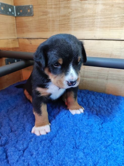 Sous Le Ciel Du Billon - Grand bouvier suisse - Portée née le 06/02/2023