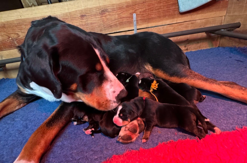 Chiot Grand bouvier suisse Sous Le Ciel Du Billon