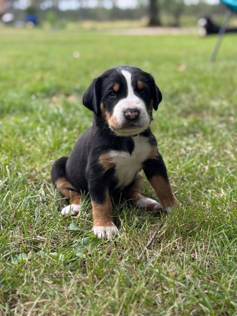 Sous Le Ciel Du Billon - Chiots disponibles - Grand bouvier suisse